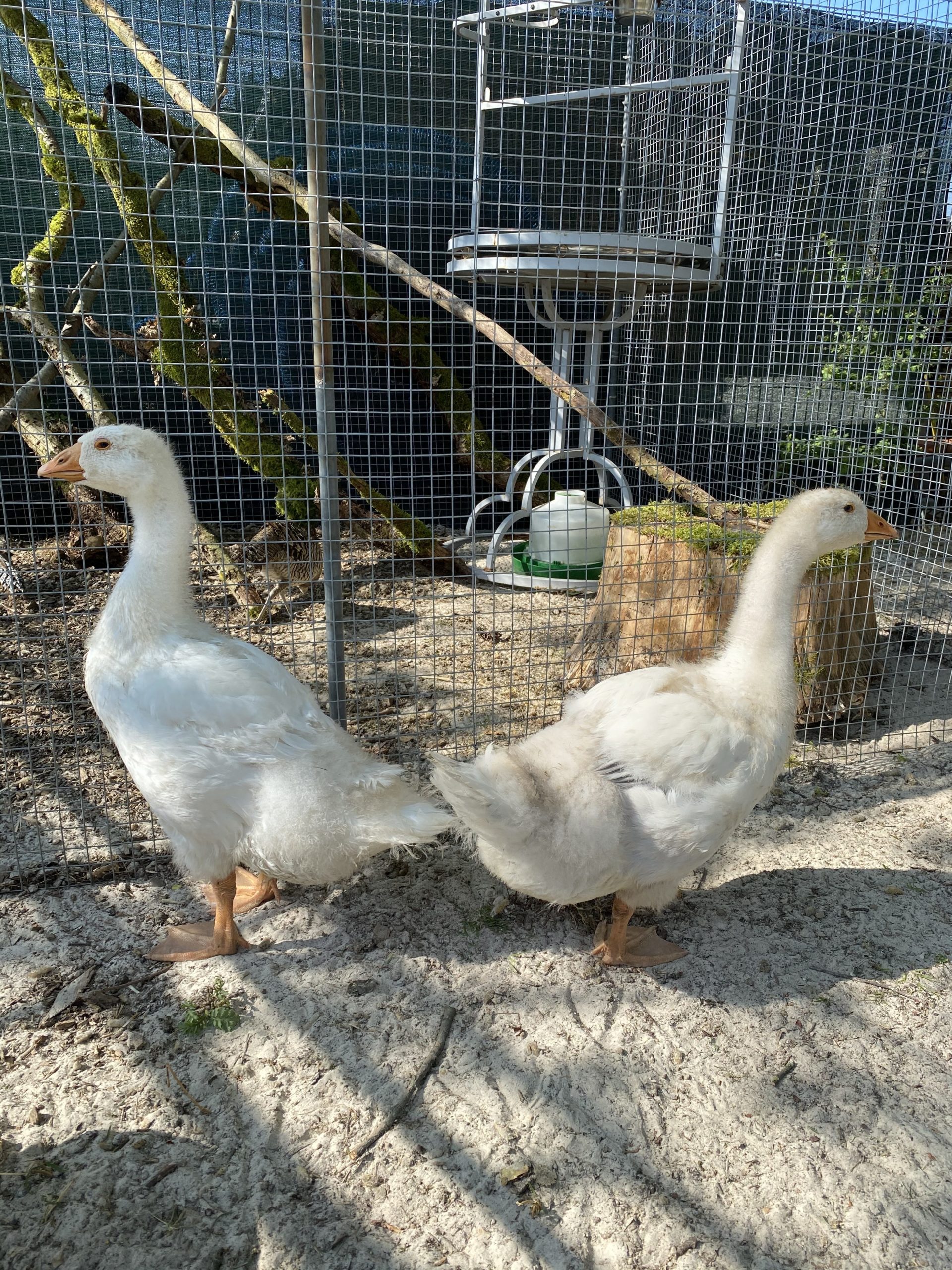 Oeufs D Oie Fécondés à Vendre Oies blanches de 2 mois oie. Région Mettet – Easy-Agri