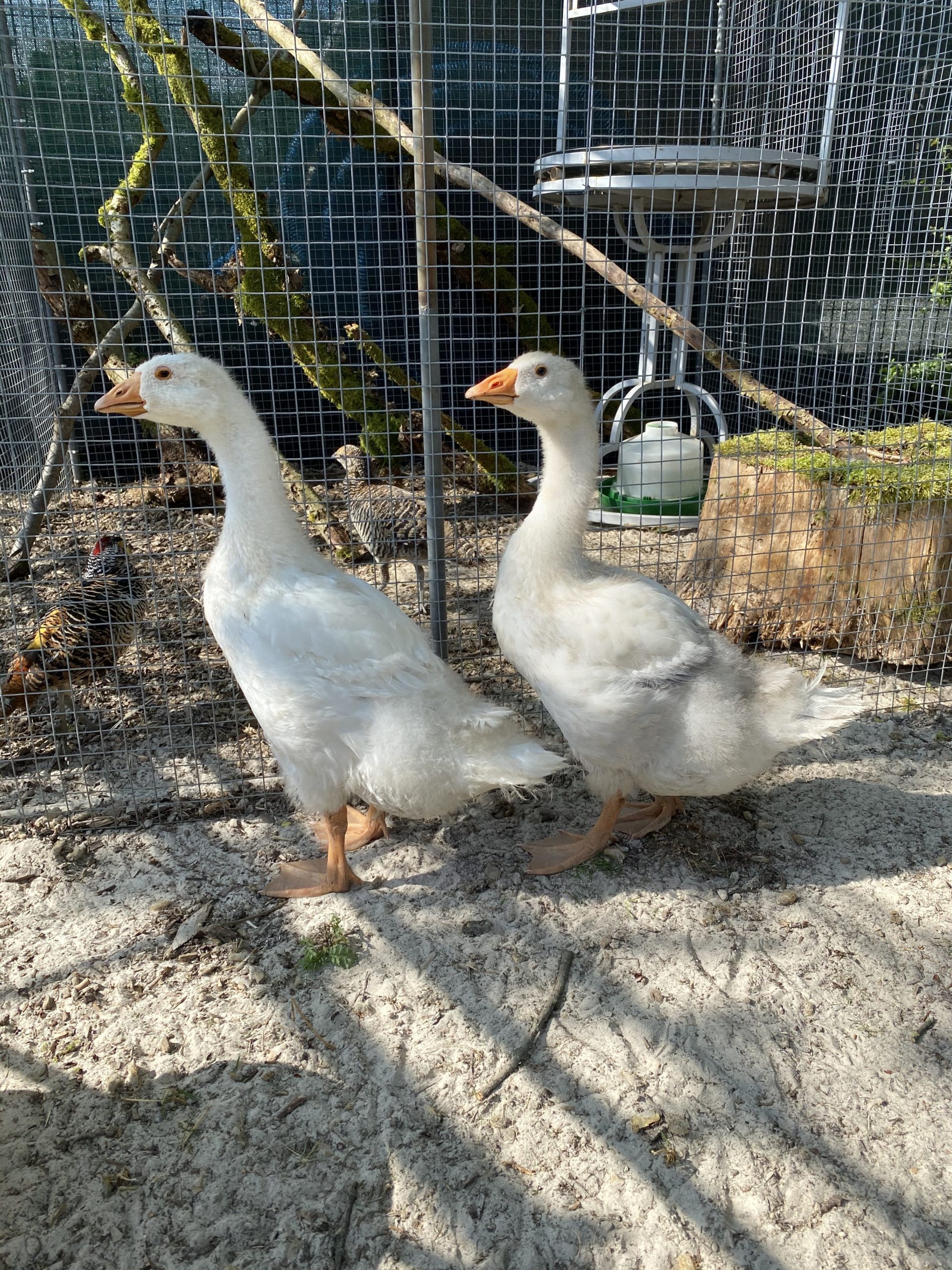 Oeufs D Oie Fécondés à Vendre Oies blanches de 2 mois oie. Région Mettet – Easy-Agri