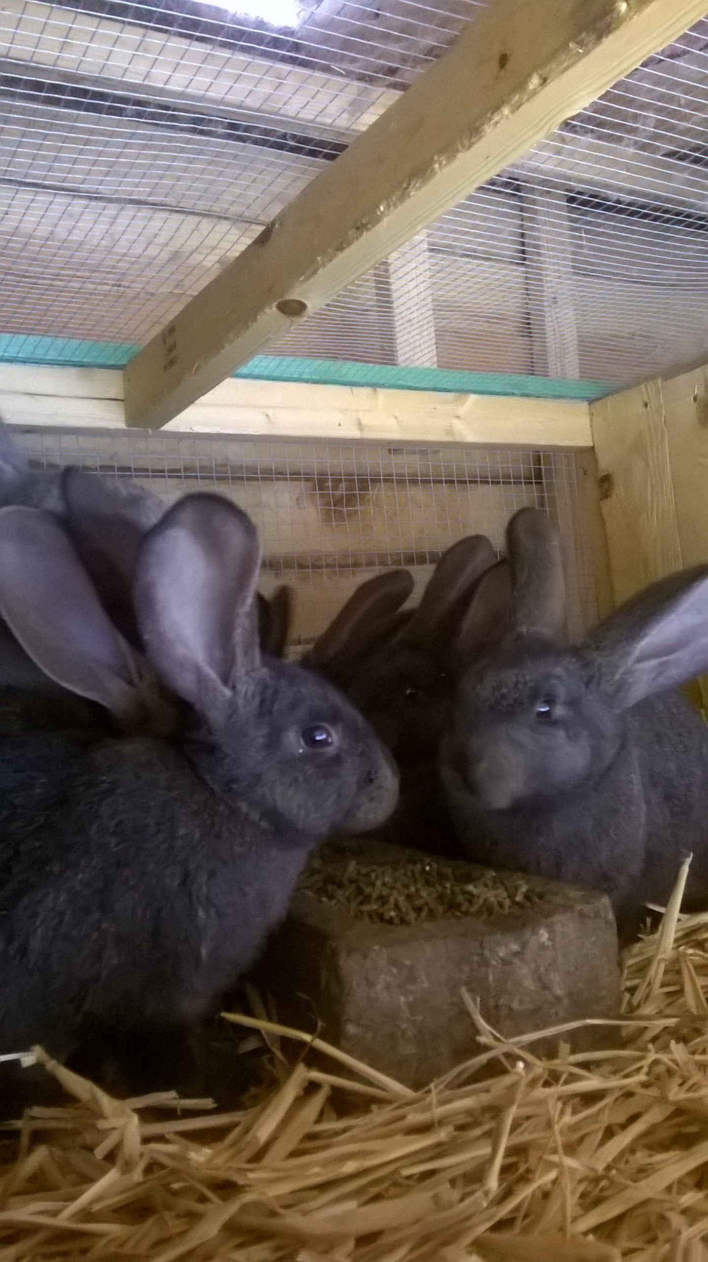 lapins geant des flandres et papillons géants de pure race tatoués et