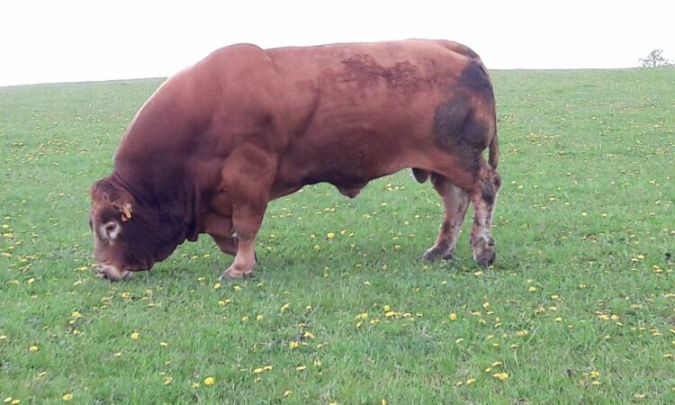 Taureau Limousin A Vendre Sans Corne Homozygote