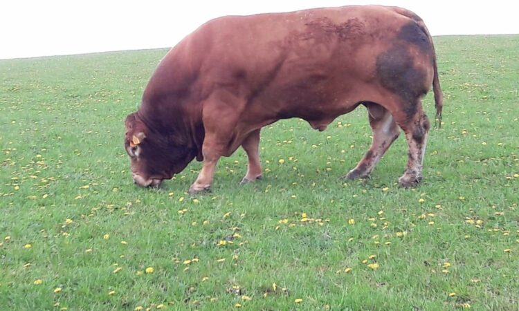 Taureau Limousin à Vendre Sans Corne Homozygote
