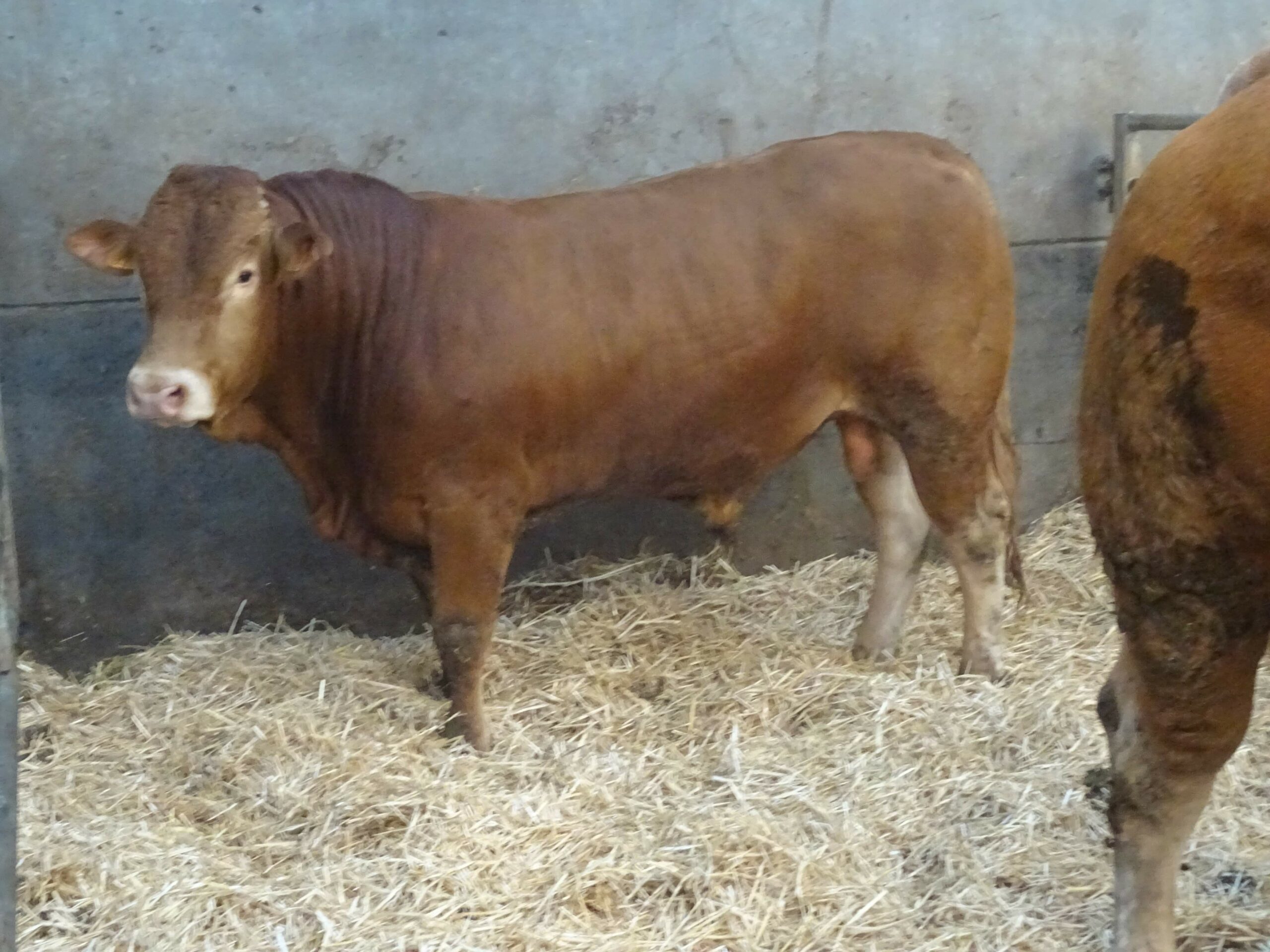 Taureau Limousin à Vendre Sans Corne Homozygote