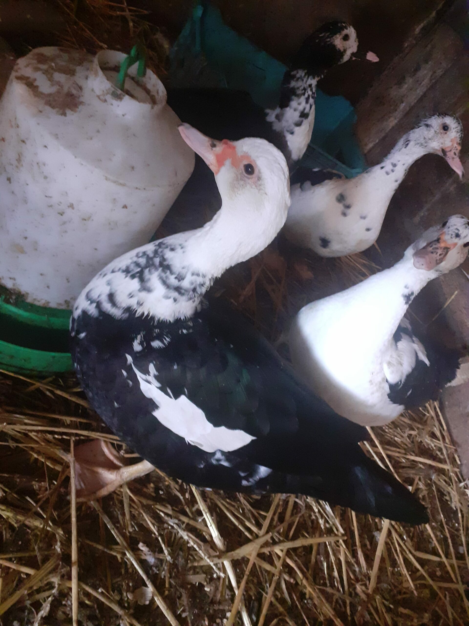 Canards de barbarie – Easy-Agri