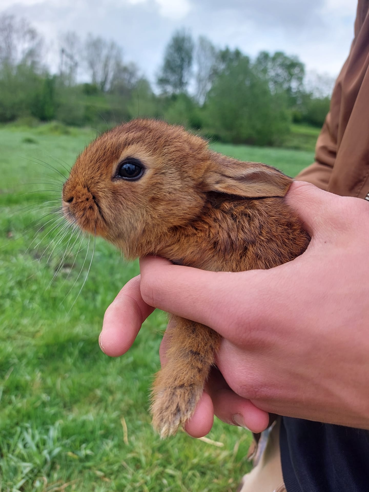 Lapin Fauve De Bourgogne Le Bon Coin