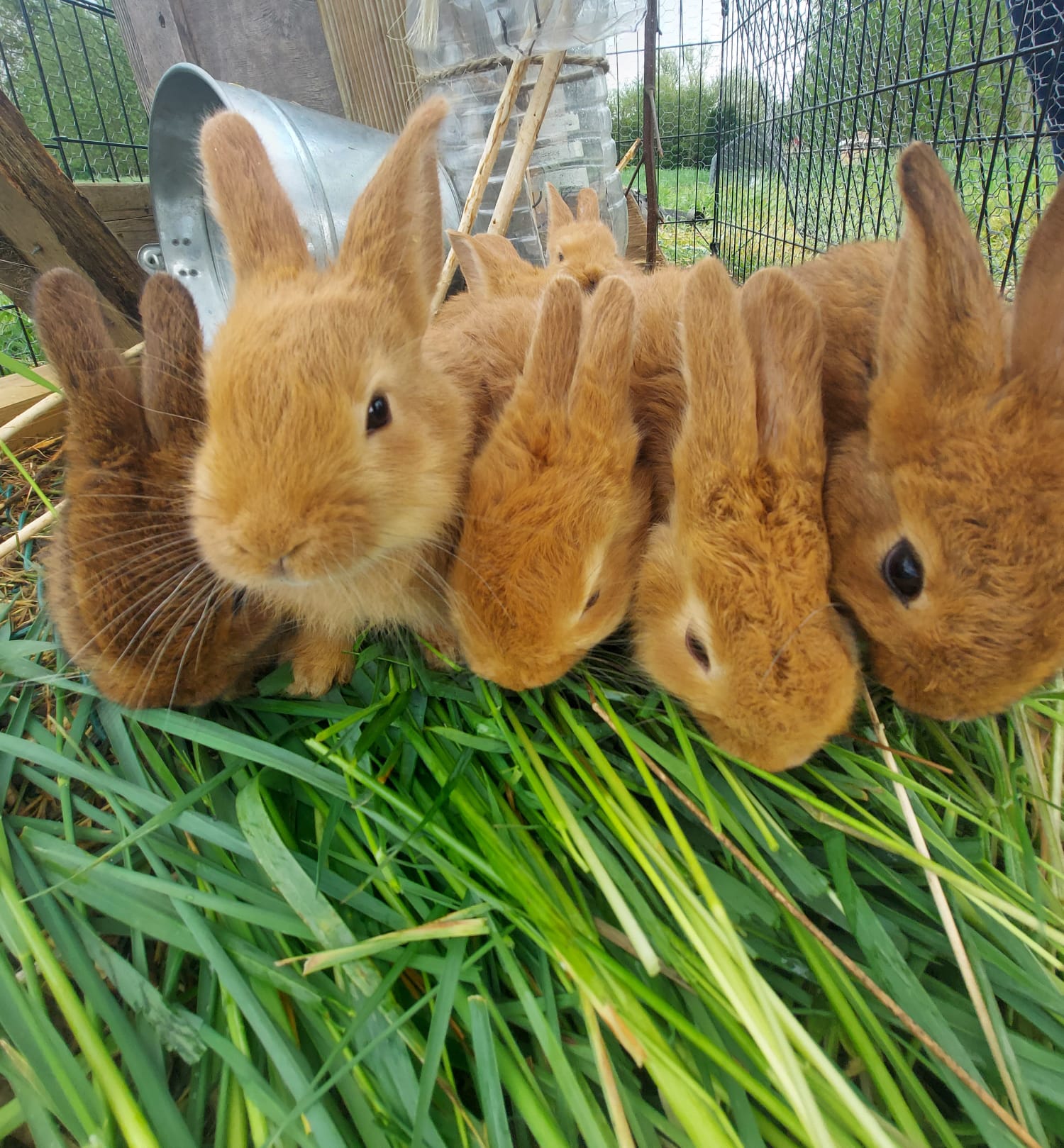 Lapin Fauve De Bourgogne Le Bon Coin